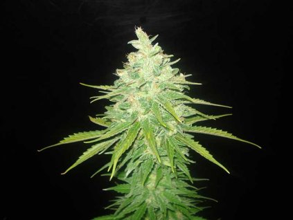 afghan kush black domina semena feminizovana