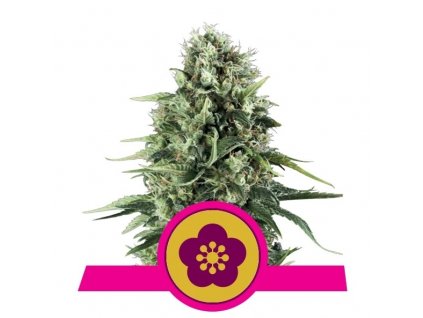 purple queen semena auto marihuana kopie