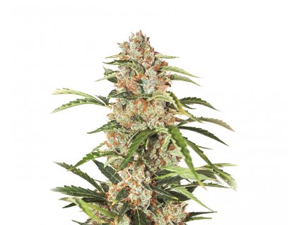 semena marihuany Orange Bud Auto