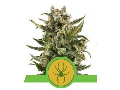 white widow auto semena