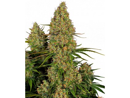 sticky orange xxl automatic happyseeds