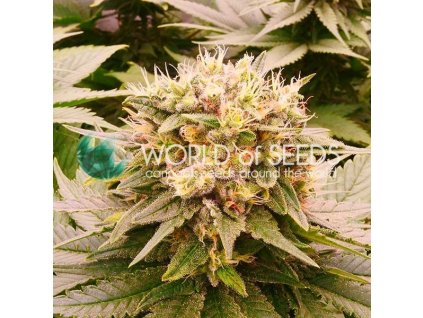 cbd semena harlequeen thc free