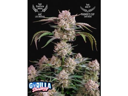 Strawberry Gorilla Auto semena konopi