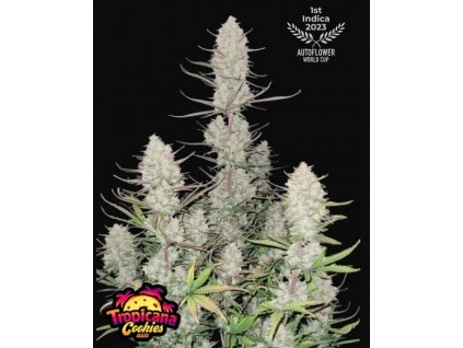 semena konopi tropicana cookies auto