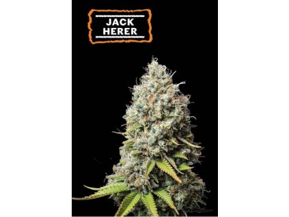 jack herer fem happyseeds