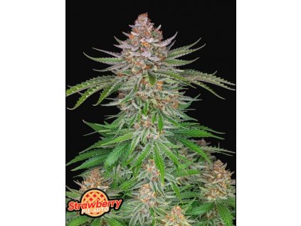 strawberry pie fast buds happy seeds