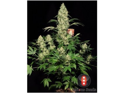 AK-47