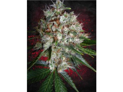 Big Bud XXL