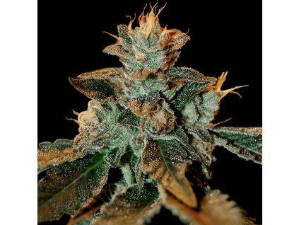 Cataract Kush