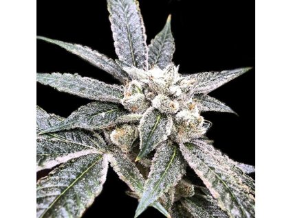 Golden Berry
