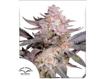 seminka konopi orange bud 2.0 dutch passion