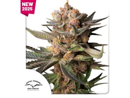 Auto Frozen Biscotti dutch passion happy seeds