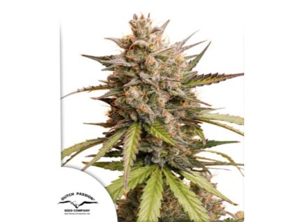Auto Melonade Runtz dutch passion happy seeds