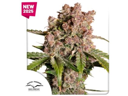 semena konopi auto strawberry soda dutch passion