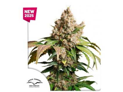 Auto Red Tropicana Cookies dutch passion