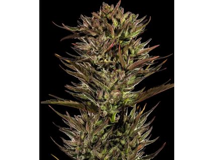 Thin Mint x Sour Pinot Auto semena konopi