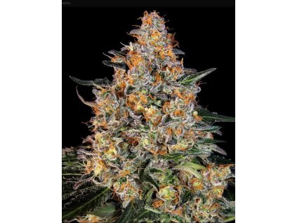semena konopi bubba kush barneys farm