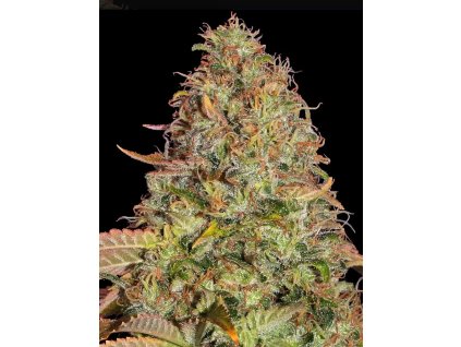 seminka konopi zkittlez auto