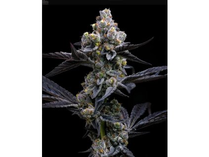 semena konopi garlic cookies