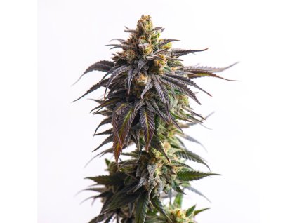 semena konopi auto biscotti vision seeds