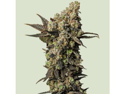 semena konopi astro lemonade f1