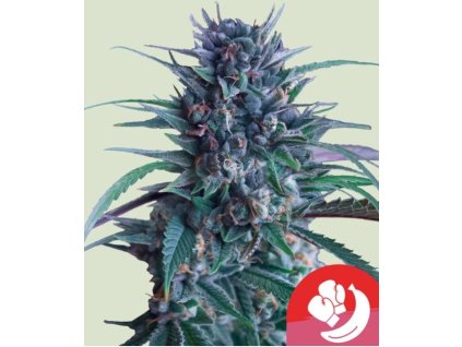 semena marihuany banana brawler