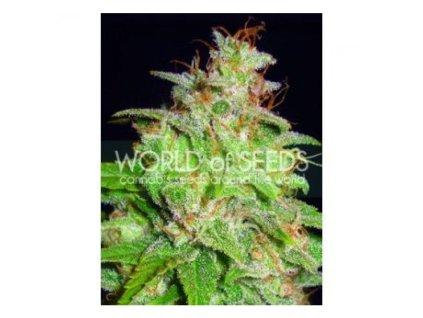 Mazar x White Rhino