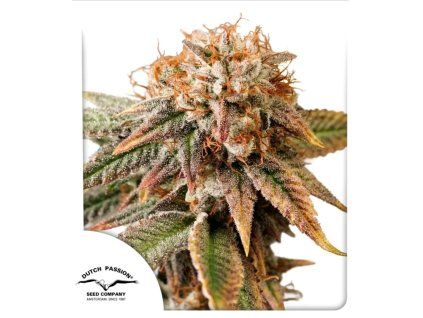 semena konopi auto kingston punch