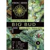 big bud vision seeds seminka konopi