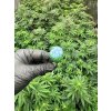 Konopne lizatko BubbleGum X Blueberry 17g