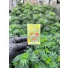 CBD Hasis Lemon OG (CBD 25 %) od Happy seeds