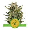 white widow auto semena