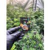 CBD Hasis Gorilla (CBD 25 %)