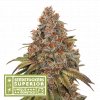 blackberry gum auto seedsstockers