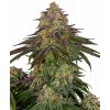 sweet cherry kush feminized sensi seeds