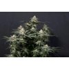purple lemonade ff 420 fast buds
