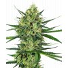 tangerine sugar feminized xl