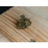 cbd marihuana kvety konopi