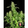cbd chronic serious seeds happyseeds