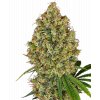 ak 420 feminized xl happyseeds