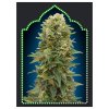 afghan samonakvecati