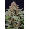 strawberry pie auto fast buds czech seedbank happy seeds