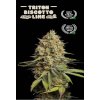 trition biscotto lime autoflower