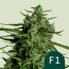 titan f1