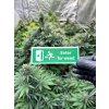 Samolepka Enter for weed weedshop