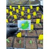 Samolepka happyseeds.cz 2