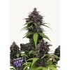 semena marihuany purple haze auto