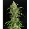 seriosa semena marihuany happyseeds