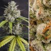 samonakvetaci semena marihuany Auto Melonade Runtz