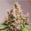 Auto Red Tropicana Cookies ditch passion happyseeds